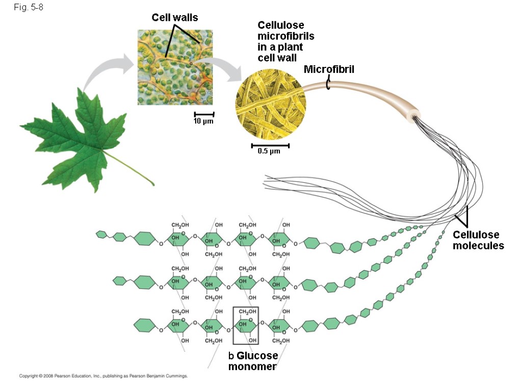 Fig. 5-8 Glucose monomer Cellulose molecules Microfibril Cellulose microfibrils in a plant cell wall